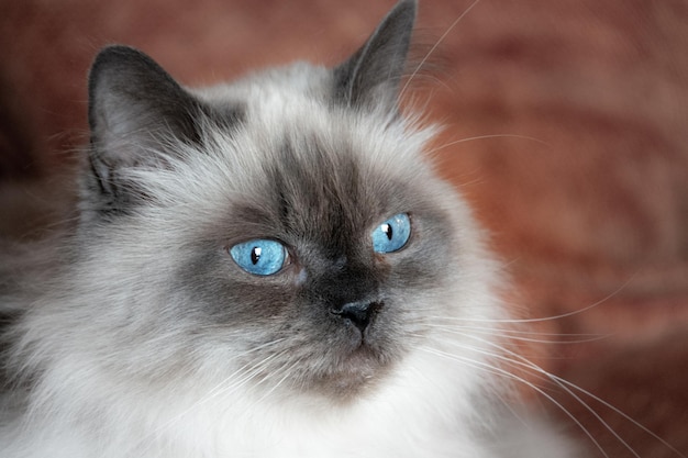 Photo the blue and severe look of a himalayan angora cat