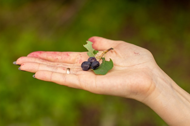 Blue shady berry in the female hand during harvest