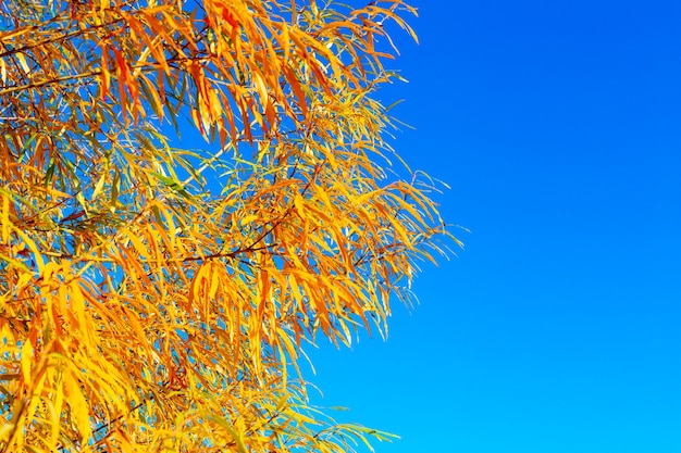 blue sky and autumn leaves background