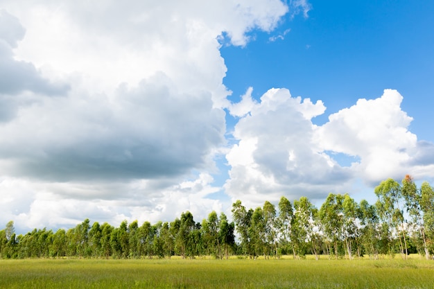 Blue sky and beautiful cloud with meadow tree. 