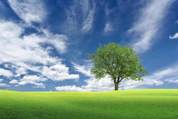 blue sky green grass  wild field and tree on horizon  nature landscape