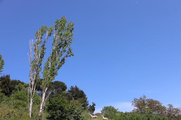 Blue sky, green tree leaves with blue background,view of tree and sky. Spring Background.