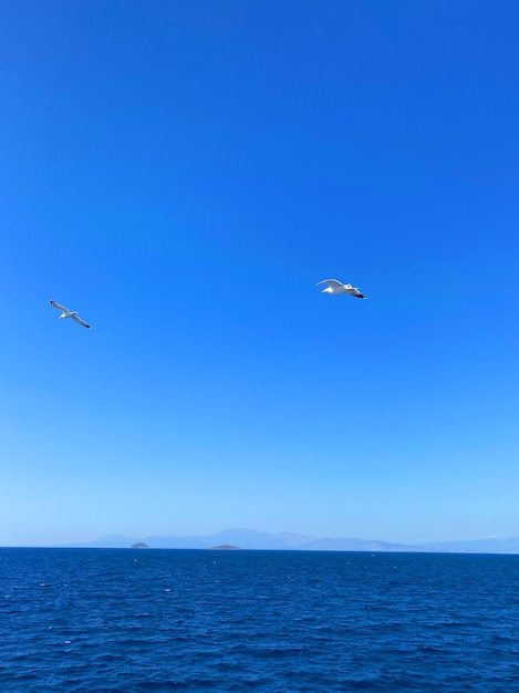 blue sky and sea with flying birds