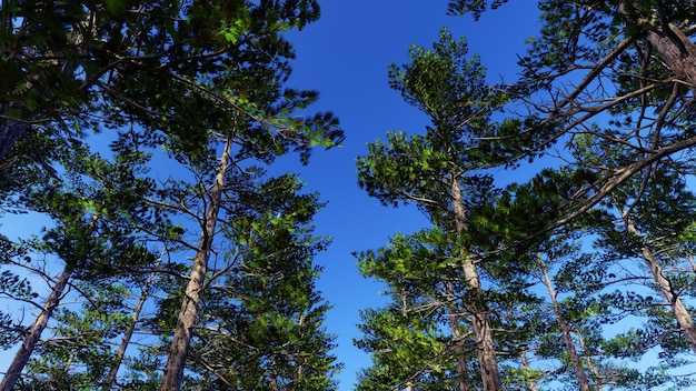 Blue Sky And Siberian Pine Forest Background for advertising in nature and advertising scene.