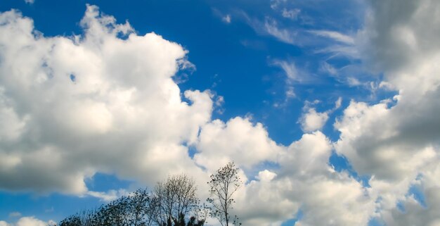 Photo blue sky and white clouds and tropical plant