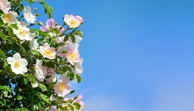 A blue sky with a bunch of roses