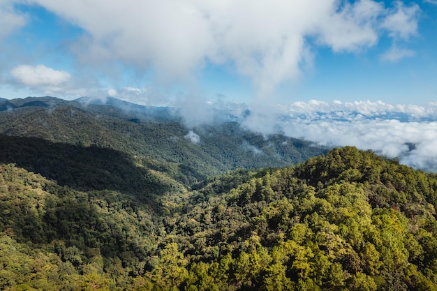 Blue sky with clouds green forest in the morning