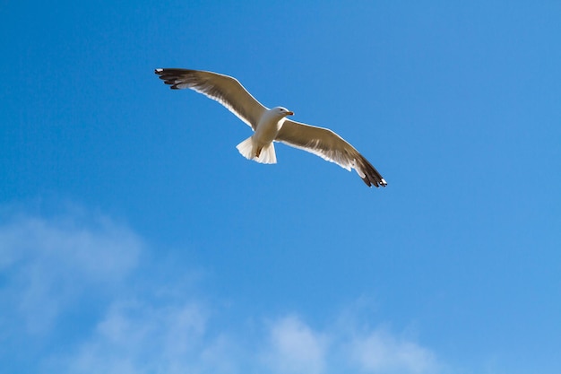 Blue sky with flying seagulls