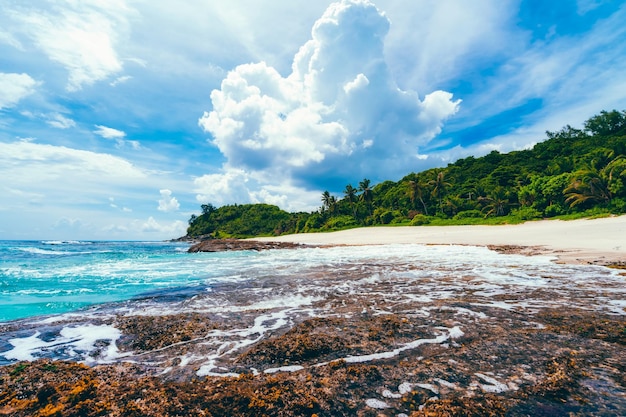 Blue sky with huge white clouds on vacation holiday on tropical secluded sandy beach with old corals and palm trees