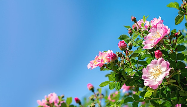 A blue sky with pink roses in the foreground and a blue sky in the background.