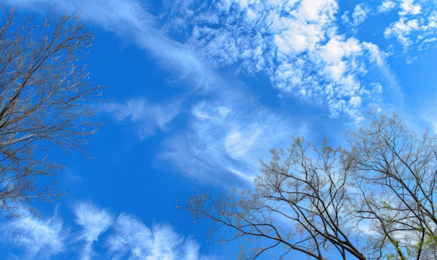 Photo blue sky with thin clouds and bare tree branches nature and weather concept for landscape photography