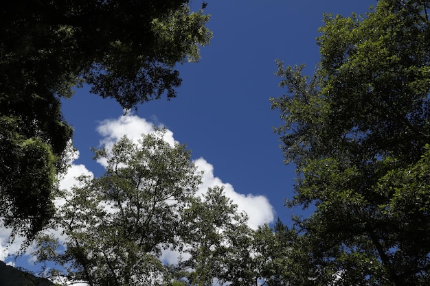 blue sky with tree and cloud