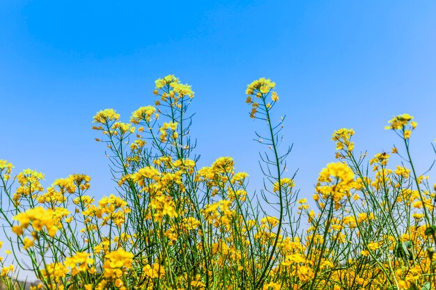 Blue Sky and Yellow Rapeseed Flowers