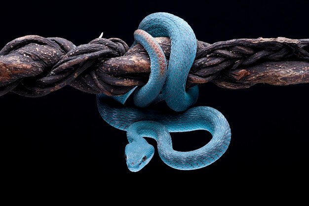 A blue snake hangs on a rope with a black background