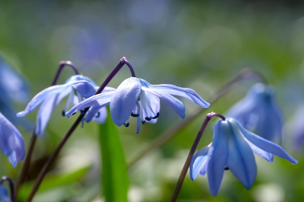 The blue snowdrop bluebell