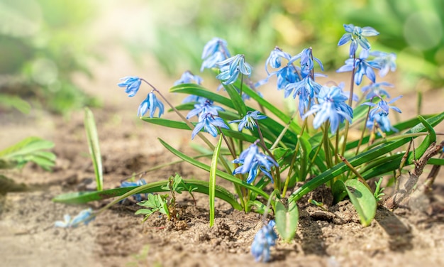 Blue snowdrops and the first greenery in the sunlight Side view selective focus