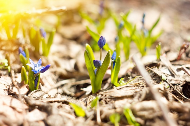 Blue snowdrops in the spring forest, the first flowers of spring, close-up, with soft sunlight