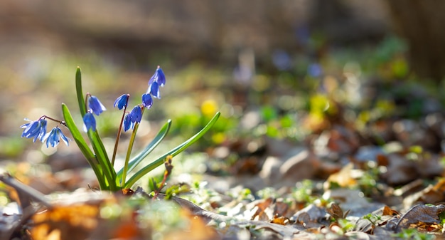 Blue snowdrops in the spring forest panorama photo. Scylla flowers in the Park close-up with a place for your unique test. Blue flowers in the spring forest