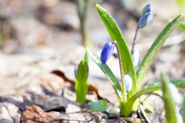 Blue snowdrops