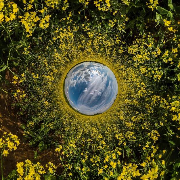 Blue sphere little planet inside yellow flowers rapeseed round frame background