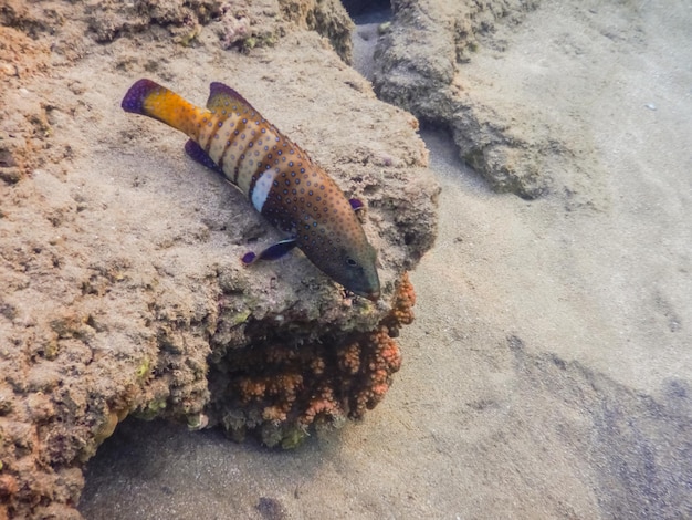 Blue spotted grouper lies on corals near the beach in the morning