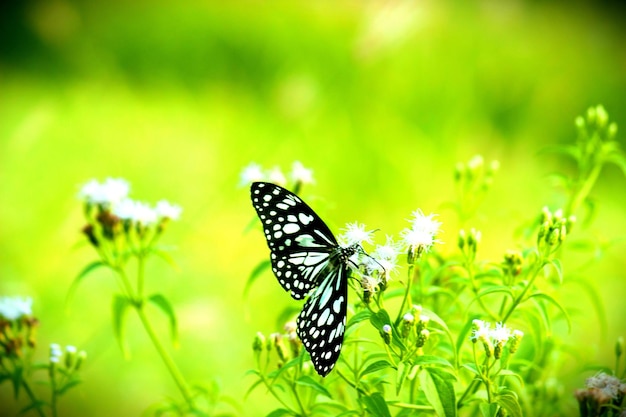 Blue spotted milkweed butterfly drinking nectar from flower