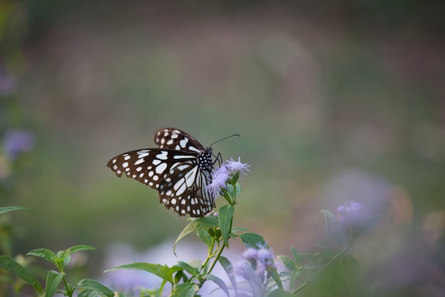 Blue Spotted Milkweed Butterfly 