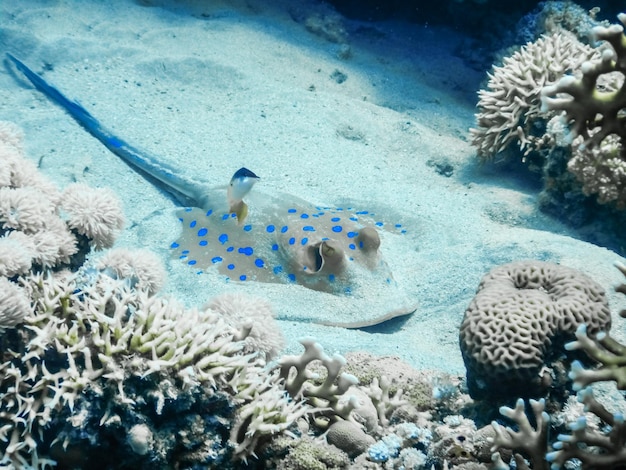 Blue spotted stingray lying on the seabed while diving on vacation in egypt