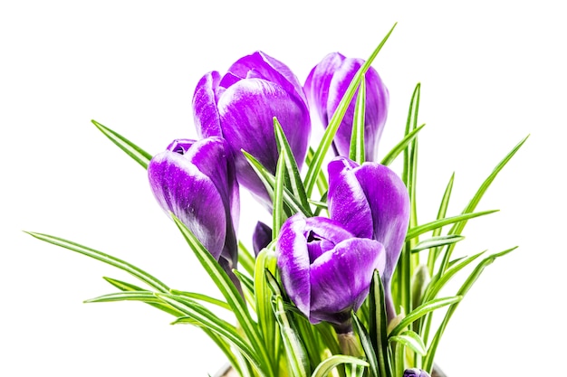 Blue spring crocus flowers on a white background in studio