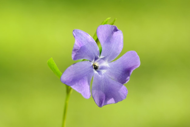 Blue spring flower on the field