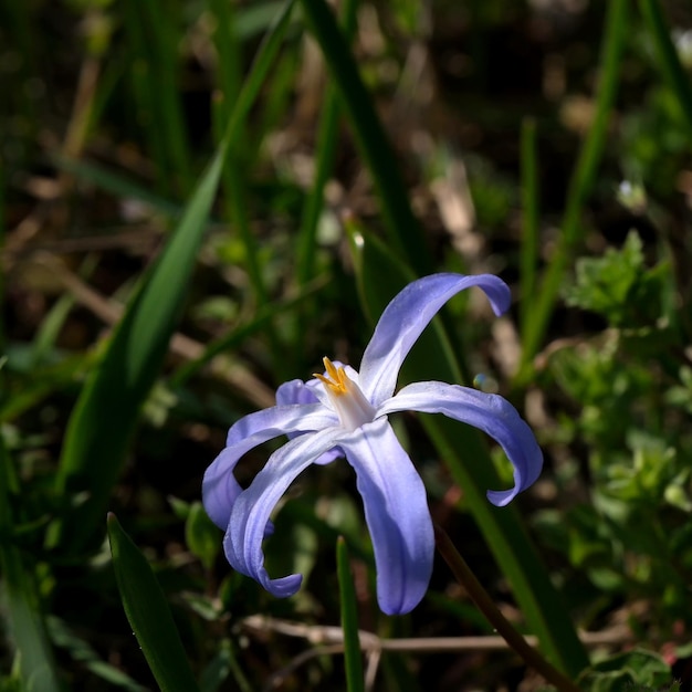 Blue spring flowers bloom closeup