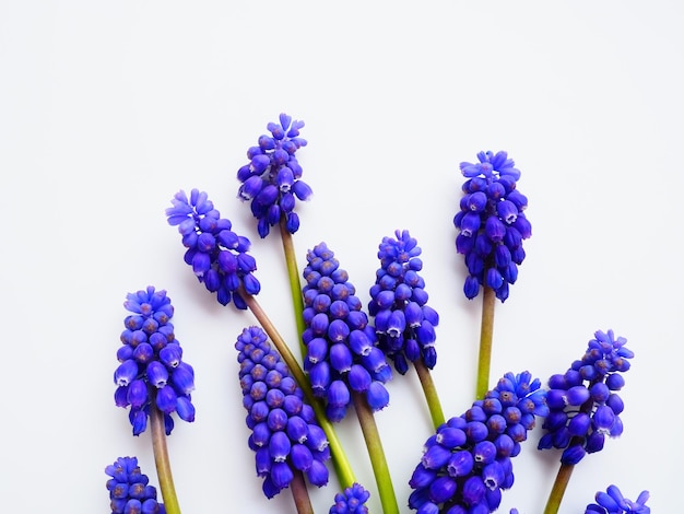 Blue spring flowers on a white background muscari armeniacum on a white background bright postcard