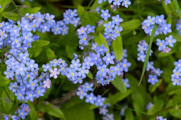 Blue spring flowers with green leaves as background spring background