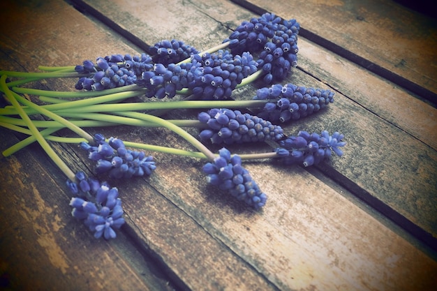 Blue spring flowers on a wooden background Muscari armeniacum on a wooden background Bright postcard congratulations Copy space still life flat lay Dark shabby old wood Armenian grape hyacinth