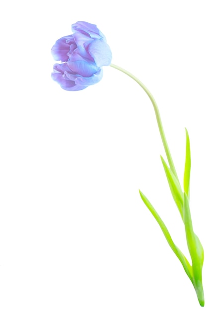 Blue spring tulip flower isolated on white background Blue tulip on a stem with leaves