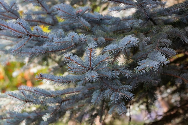 Blue spruce background coniferous tree nature christmas new year seasonal concept