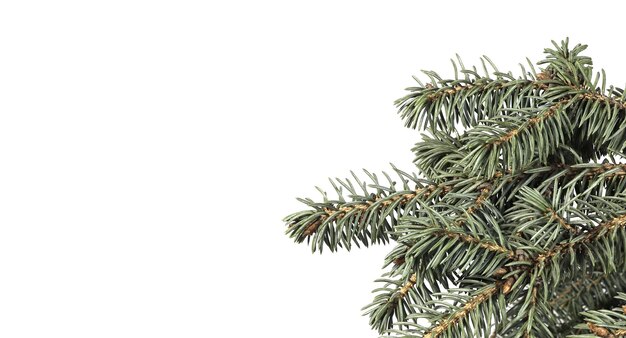 Photo blue spruce branch on a white background