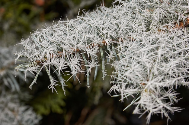 Blue spruce in frost. Winter magic.