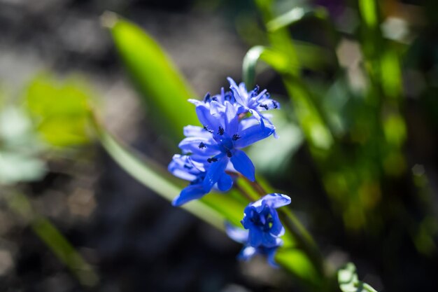 Blue squills purple spring flowers background Wild bluebell in springtime