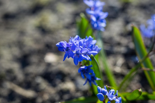 Blue squills purple spring flowers background Wild bluebell in springtime