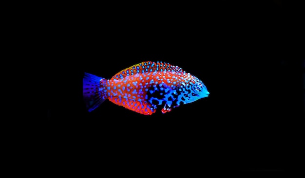 Blue Star Leopard Wrasse - (Macropharyngodon bipartitus)