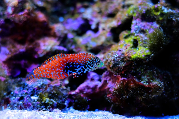 Blue Star Leopard Wrasse - (Macropharyngodon bipartitus)