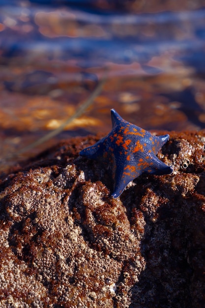 A blue starfish lying on a rock in the sea