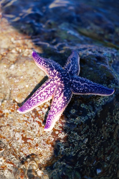 A blue starfish lying on a rock in the sea