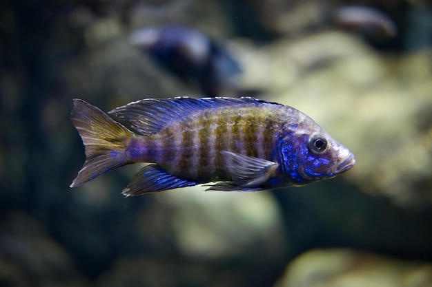 Blue striped aulonocara african fish Aulonocara is freshwater tropical cichlid family fish