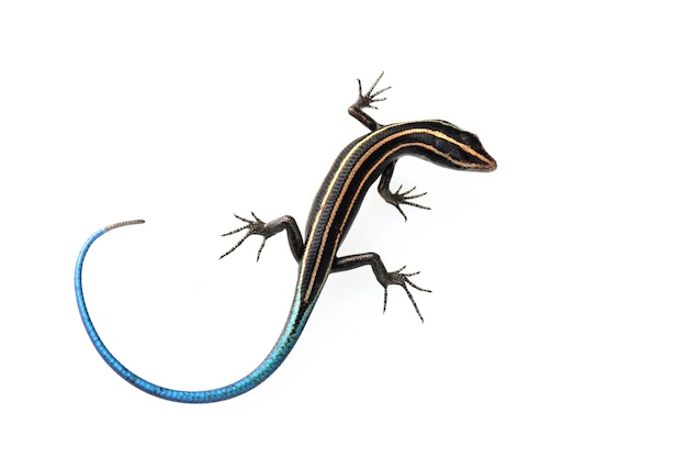 Blue tail skink (Cryptoblepharus egeriae) closeup on isolated background