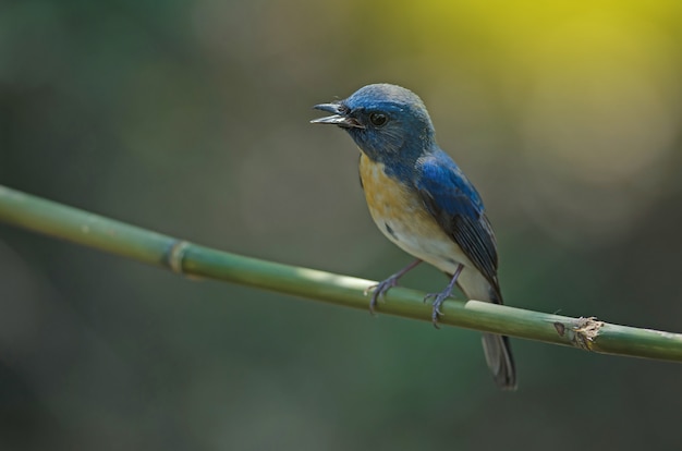 Blue-throated Blue Flycatcher  (Cyornis rubeculoides) on a branch in nature Thailand