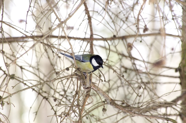 Blue tit on branch front the beautiful background