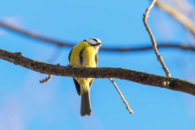 Blue Tit, Cute Little Bird