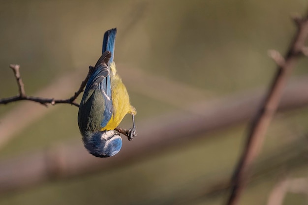 Blue tit Cyanistes caeruleus Malaga Spain